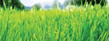 फिरोजाबाद: भुजरिया विर्सजन महिला मेला नौ को