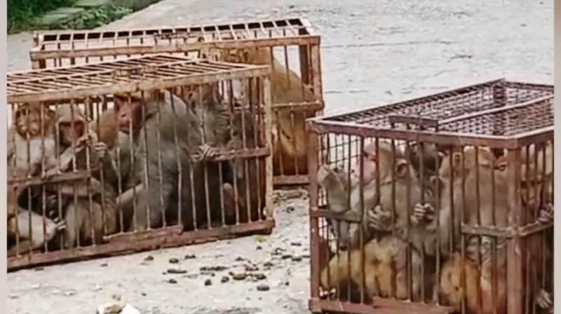 शिकोहाबाद: पालिका की टीम ने 225 बंदरों को पकड़ा, बीहड़ में छोड़ा