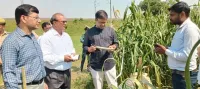 फिरोजाबाद: डीएम ने बाजरा फसल का लगाया सटीक अनुमान