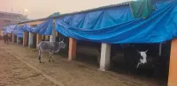 फिरोजाबाद: गौशालाओं में गौवशों को शीत लहर से बचने के लिए प्रशासन ने किये पुख्ता इंतजाम