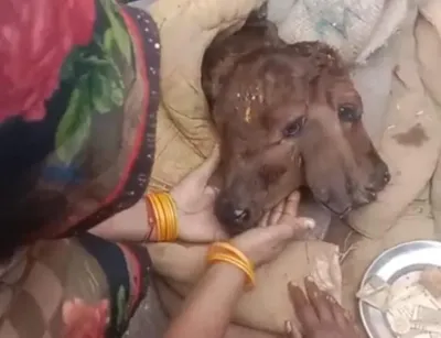 टूंडला: पांच पैर और दो मुख वाली बछिया को देखने उमड़े ग्रामीण